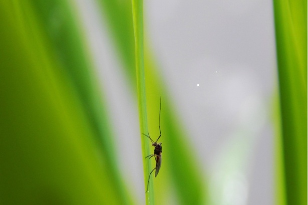 WEST NILE